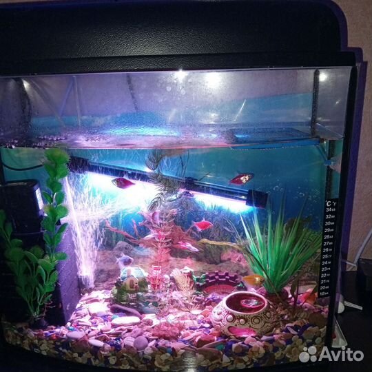 Новый аквариум с рыбками