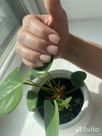 Маникюр /педикюр