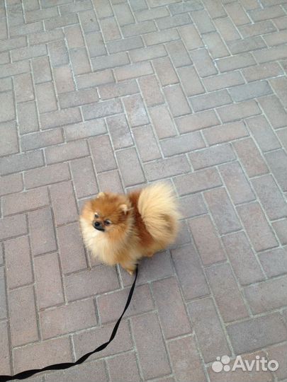 Передержка животных на время отпуска