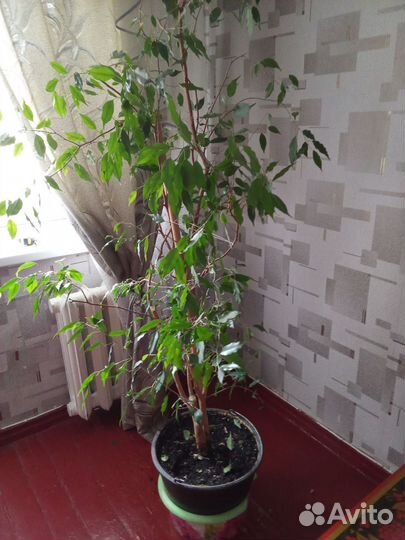 Фикус бенджамина большой