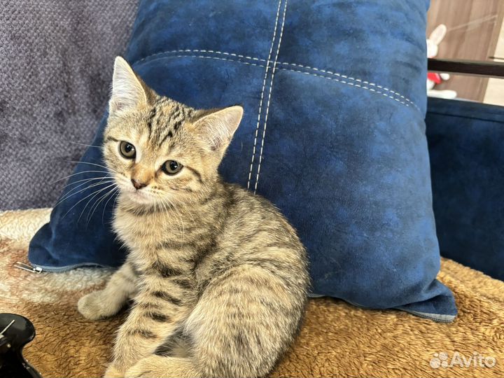 Британские котята