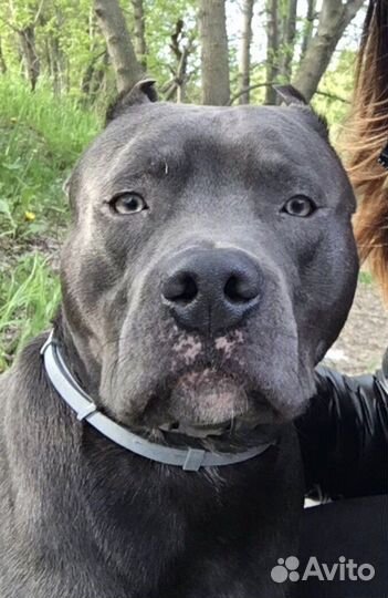 Питбультерьер