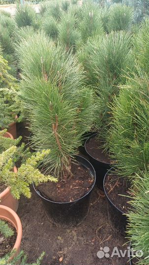 Сосна грин тауэр