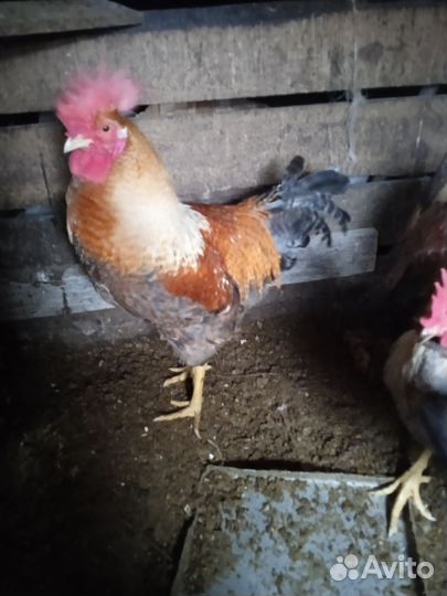 Молодые петушки