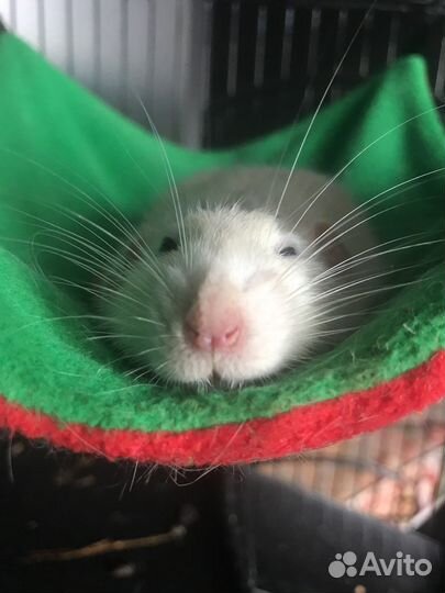 Передержка крыс