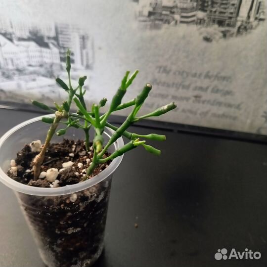 Хатиора солеросовая