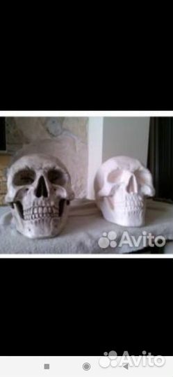 Череп (копилка)гипс