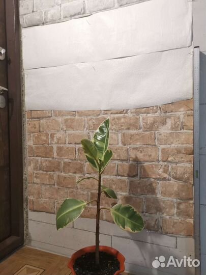 Фикусы, Замиокулькас, Финик, Драцены, Лилии, Цикас