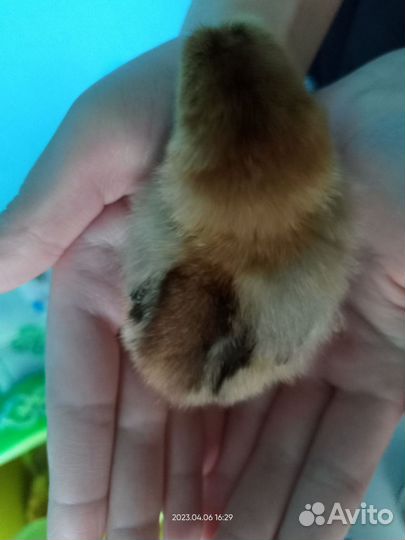 Инкубационное яйцо