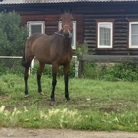 Обмен кобыла На крс или жэрэбца