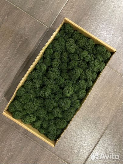 Стабилизированный мох