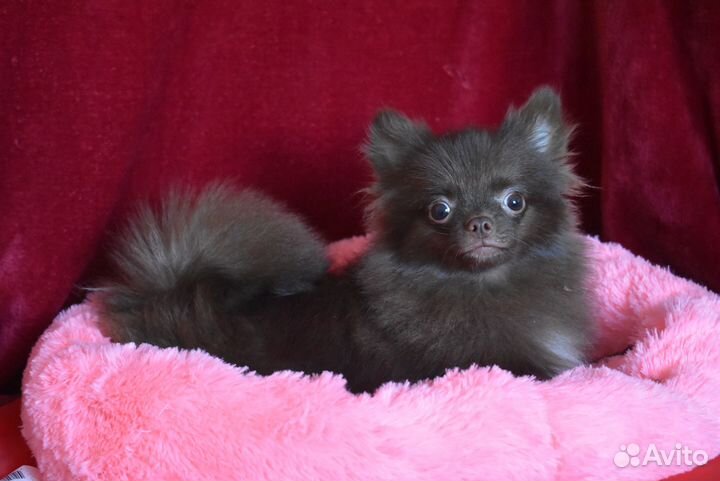 Шпиц - мини мальчик шоколадка