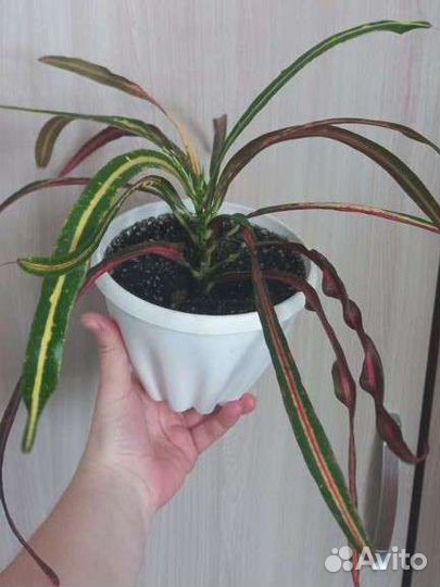 Кодиеум кротон занзибар