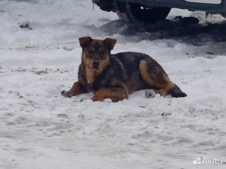 Щенок ищет дом