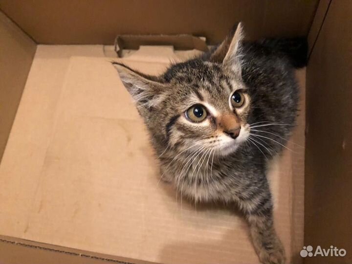 Кошка в дар бесплатно