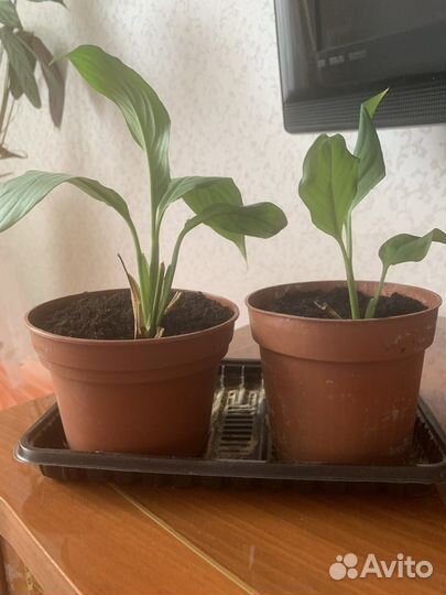 Спатифиллум или женское счастье