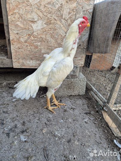 Бойцовые петухи