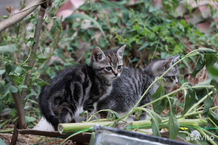 Котята в дар бесплатно