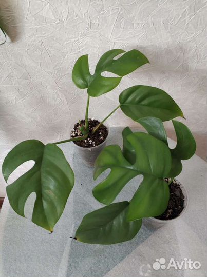 Рафидофора тетрасперма