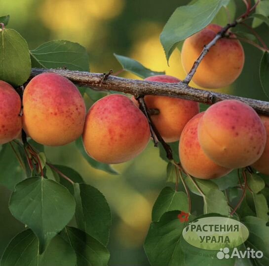 Саженцы абрикоса
