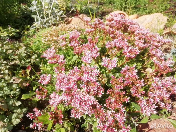 Садовые многолетники