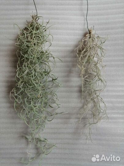 Теландсия уснеевидная кудрявая