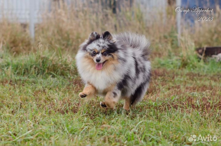 Девочка шпиц