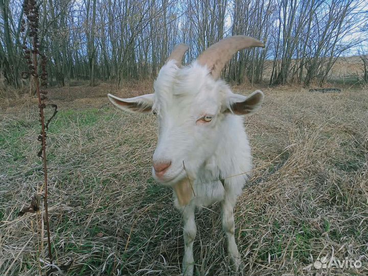Козел зааненский на вязку