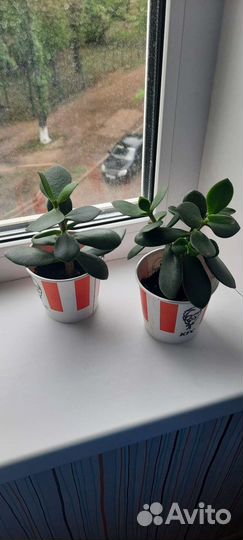 Денежное дерево