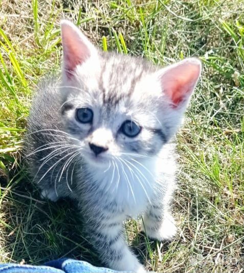 Котята девочки 1,5 месяца