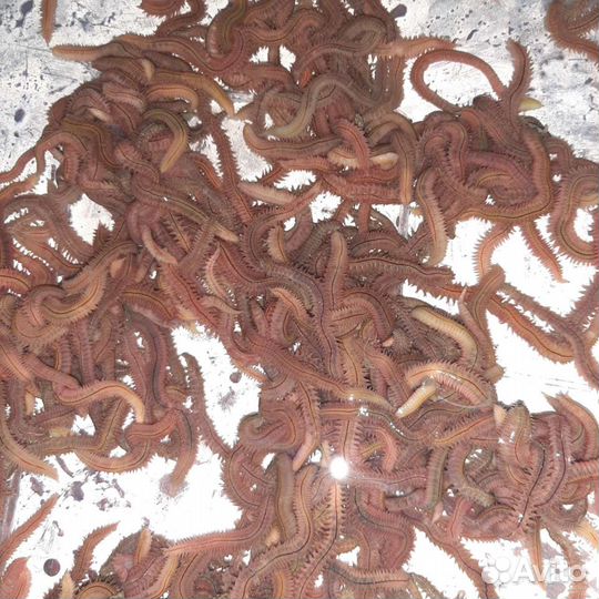 Морской червь