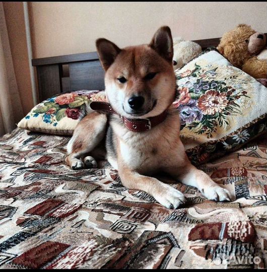Вязка сиба ину