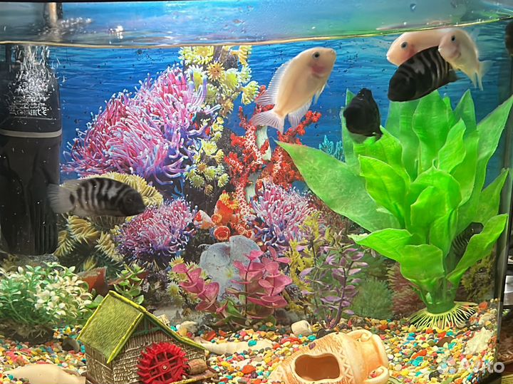 Рыбы цихлиды