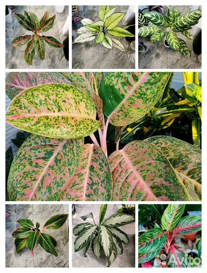 Аглаонема 7 сортов