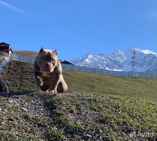 Американский булли покет щенки