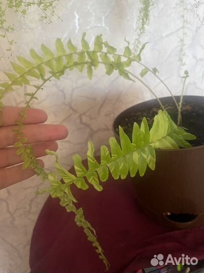 Нефролепсис тигр