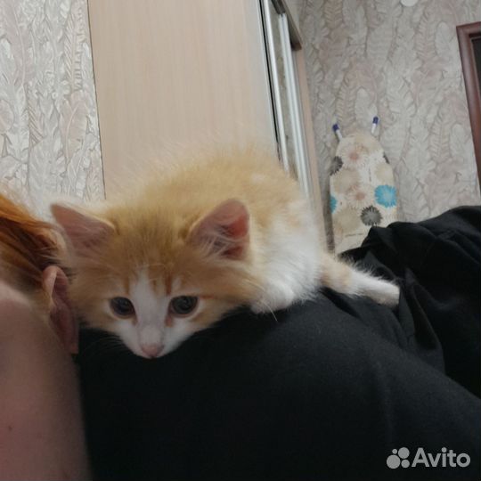 Котенок в добрые руки