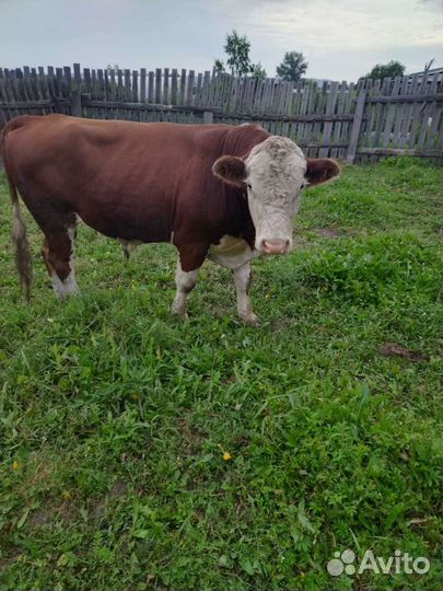 Бык герефорд