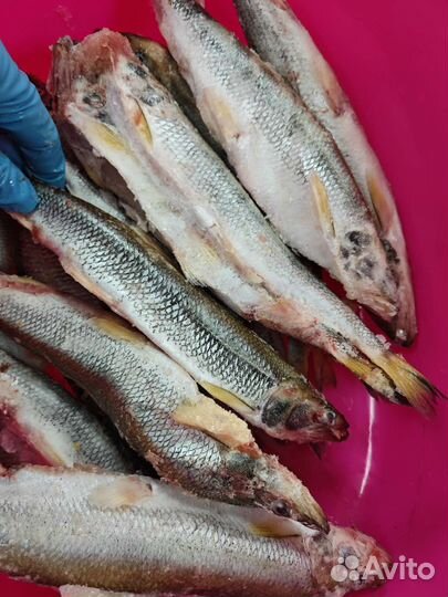 Корюшка северная крупная жирная