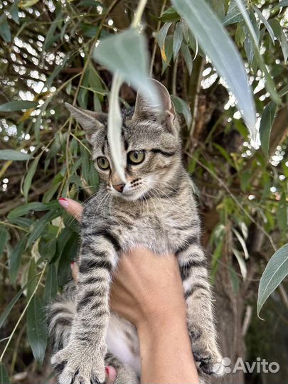 Котята в добрые руки бесплатно