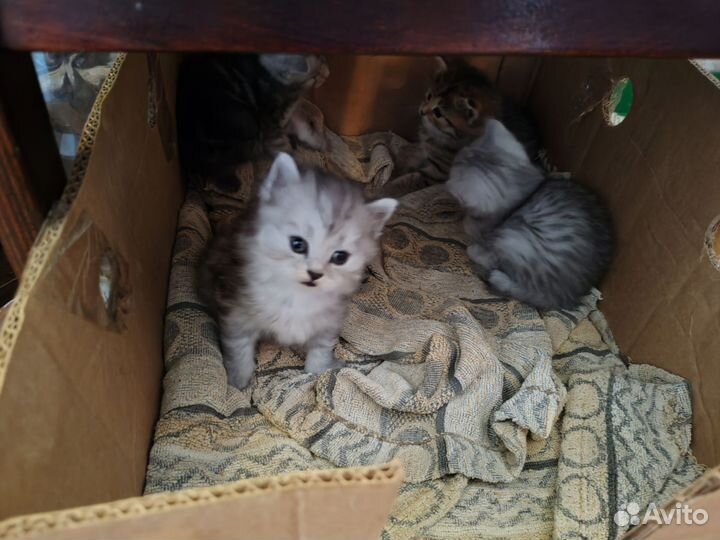 Котята курильский бобтейл