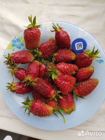 Рассада клубники Купчиха