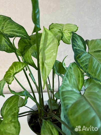 Сингониум большой Комнатное растение