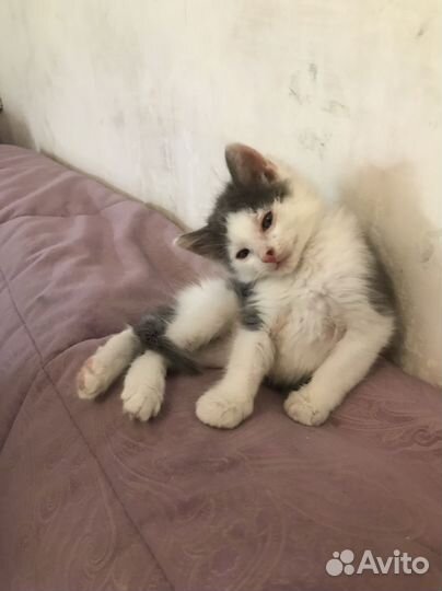 Кошка в дар