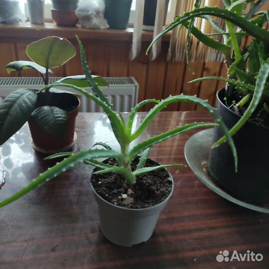 Алоэ столетник