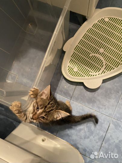 Котёнок