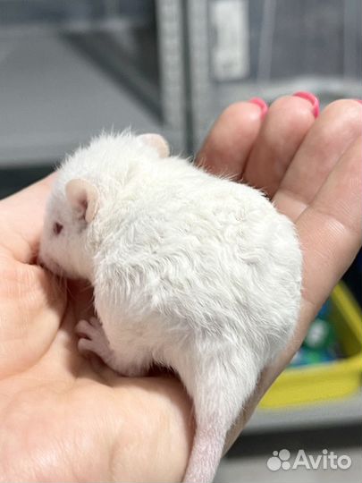 Крыса/крысята Дамбо Рекс