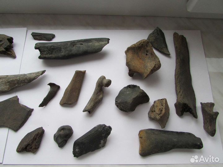 Палеонтология. Плейстоцен. Набор окаменелостей 3