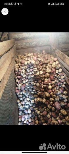 Продам картофель