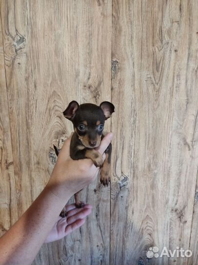 Той-терьер щенки